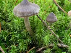 Cortinarius falsosus thumbnail 2