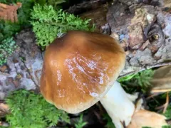 slimy webcap thumbnail 2