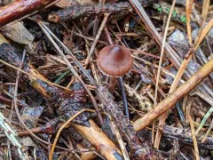 Cortinarius psammocola thumbnail 2