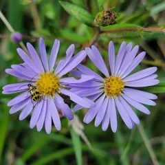 Pacific Aster thumbnail 3
