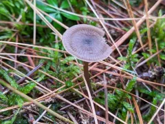 Entoloma ortonii thumbnail 3