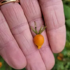 Perfoliate Tinker's-weed thumbnail 3