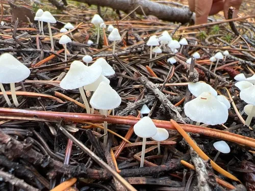 Milky Bonnet