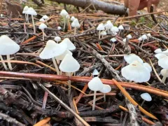 Milky Bonnet thumbnail 1
