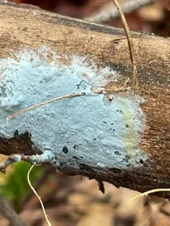 Byssocorticium atrovirens thumbnail 4
