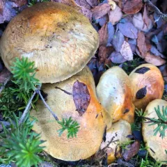 Necklace Tricholoma thumbnail 2