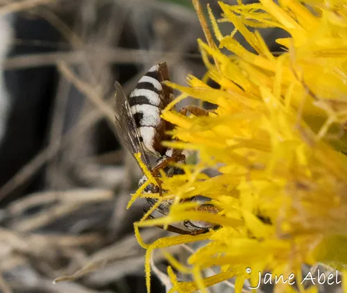 New Mexico Cellophane-cuckoo Bee