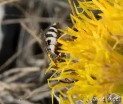 New Mexico Cellophane-cuckoo Bee thumbnail 1