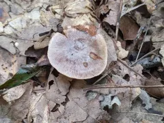 Cortinarius subtabularis thumbnail 3