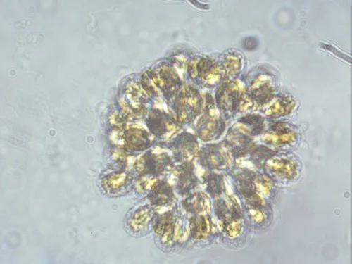 Synura uvella