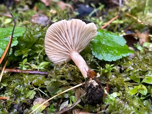 Lactarius lepidotus
