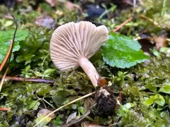 Lactarius lepidotus thumbnail 1