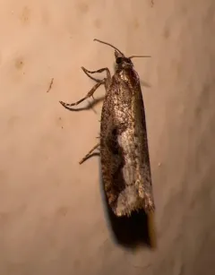 Epinotia kasloana thumbnail 2