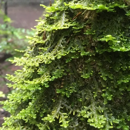 Tree Ruffle Liverwort