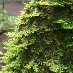 Tree Ruffle Liverwort thumbnail 1