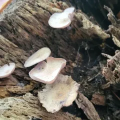 Lavender Baeospora thumbnail 3