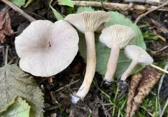 Lactarius lepidotus thumbnail 2