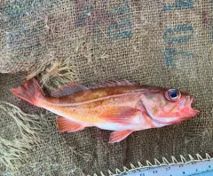 Redstripe Rockfish thumbnail 3