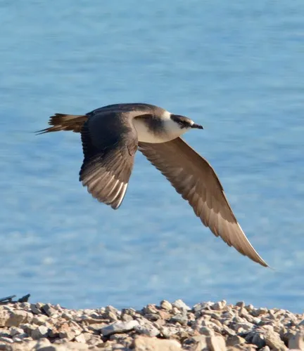Parasitic Jaeger