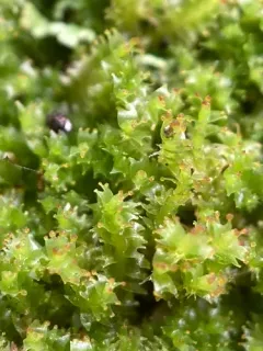 Horned Notchwort thumbnail 2
