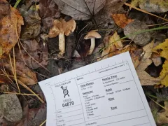 Cortinarius nettieae thumbnail 3