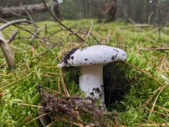 Hygrophorus ponderatus thumbnail 2