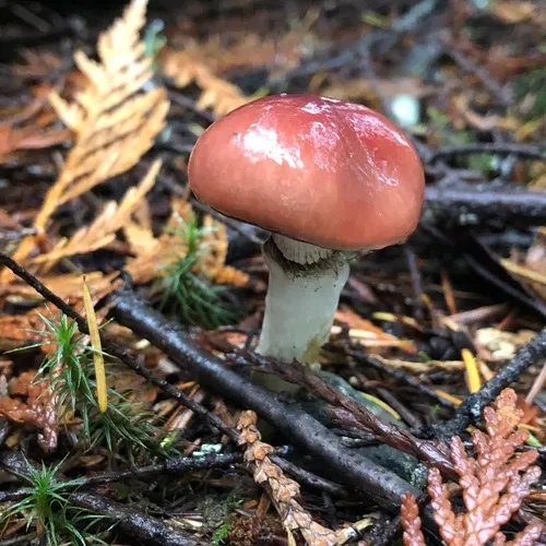 Rosy Slime Spike