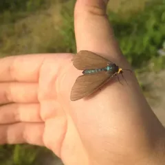 Virginia Ctenucha Moth thumbnail 3