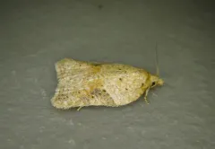 Acleris negundana thumbnail 4