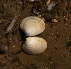 False Quahog thumbnail 4