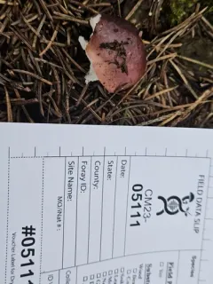 Russula gracilis thumbnail 2