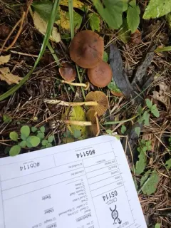 Cortinarius incognitus thumbnail 4