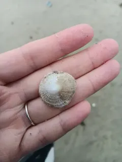 Button Shell thumbnail 3
