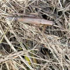 Olive-green Swamp Grasshopper thumbnail 3