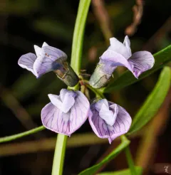 Bush Vetch thumbnail 4