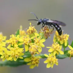 Dark-winged Sweat Bee thumbnail 4