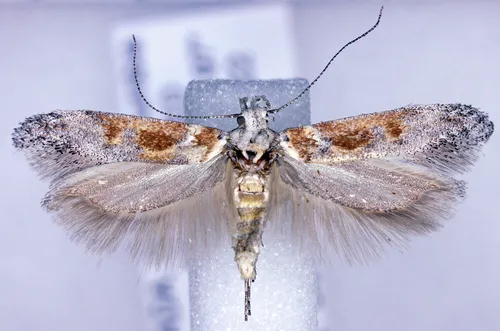 Gnorimoschema bacchariselloides
