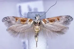 Gnorimoschema bacchariselloides thumbnail 1