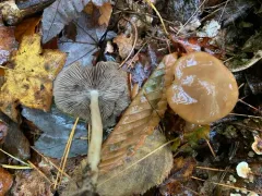 Psathyrella kauffmanii thumbnail 2