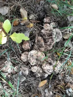 Tricholoma albobrunneum thumbnail 2