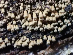 Phaeosolenia densa thumbnail 2