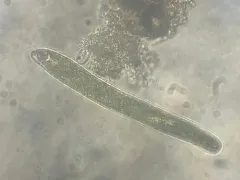 Euglena ehrenbergii thumbnail 3