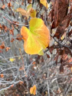 Western Redbud thumbnail 2