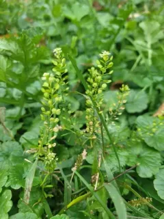 Narrow-leaved Pepperwort thumbnail 2