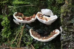 Heterobasidion irregulare thumbnail 2