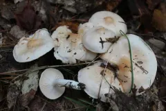 Rosy Brown Waxy Cap thumbnail 3