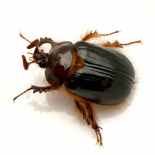 Pleocoma minor