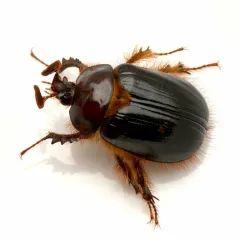 Pleocoma minor thumbnail 1