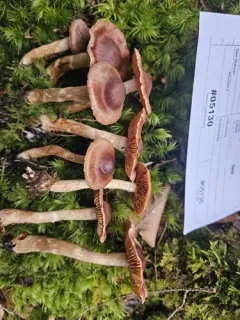 Cortinarius nymphatus thumbnail 2