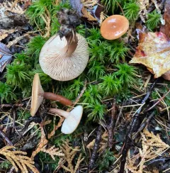 Birch Milkcap thumbnail 1